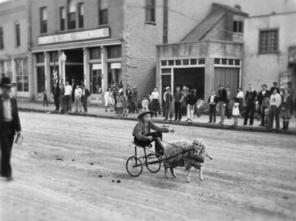 A boy rides in a two-wheel cart driven by a sheep.