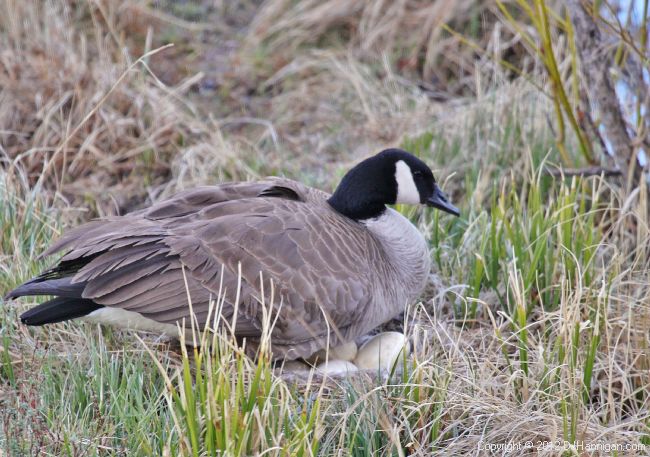 Understanding and Identifying Bird Nests – Colorado Virtual Library