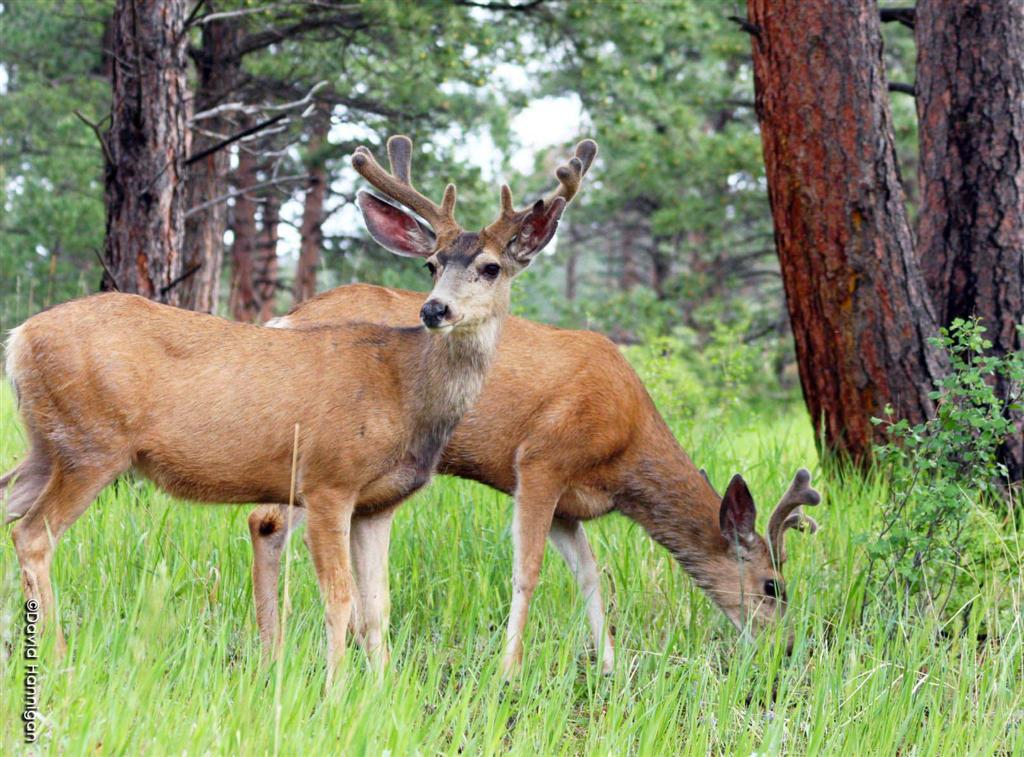 Why are Colorado’s Deer Populations Declining? – Colorado Virtual Library