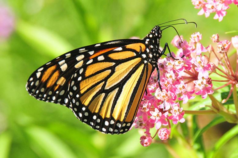 June 22-28, 2020 is National Pollinator Week – Colorado Virtual Library