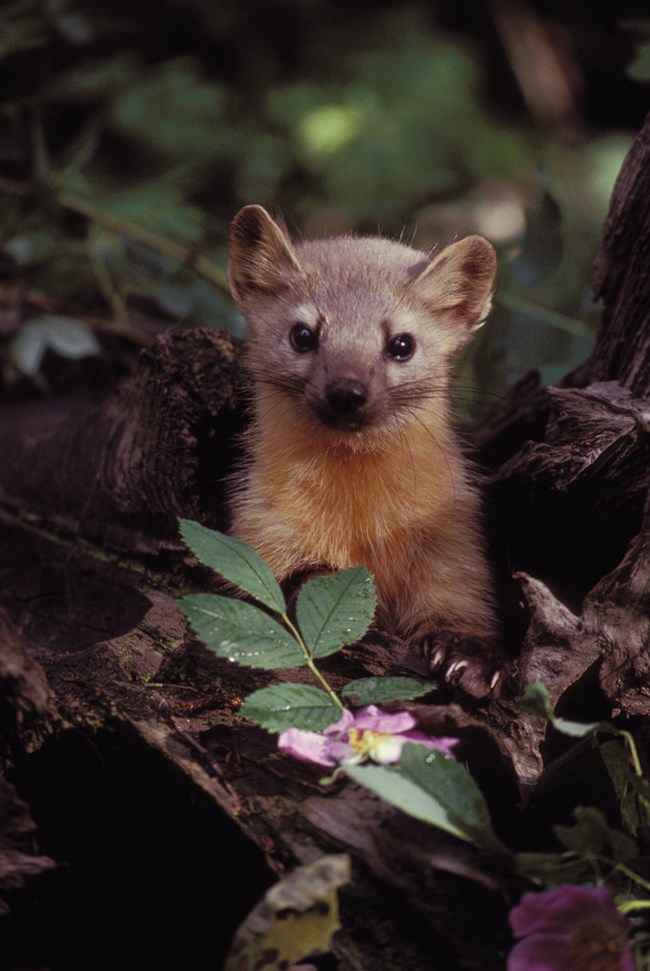 pine marten cuddly toy