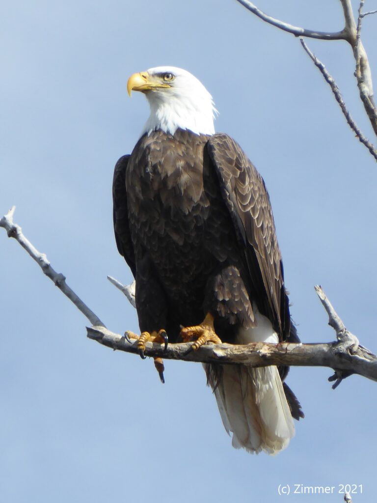 How to Spot the Differences Between Eagles and Hawks – Colorado Virtual ...