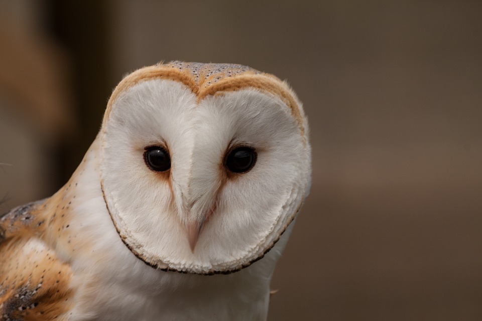 what-kind-of-owls-are-in-colorado-warehouse-of-ideas