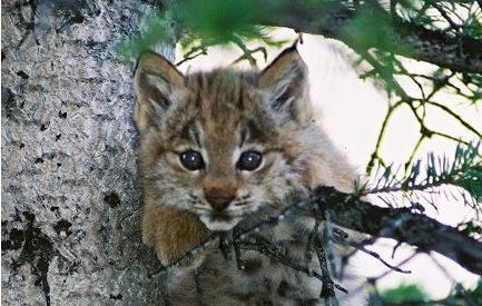 Two Decades Of Lynx Reintroduction In Colorado – Colorado Virtual Library