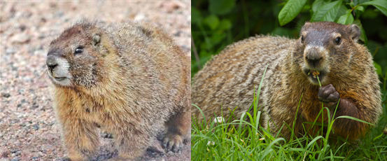 Are Groundhogs the same as Yellow-bellied Marmots? – Colorado Virtual