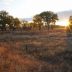 Sunset at a grassy field with scattered leafy cottonwood trees.